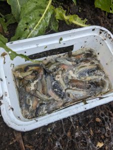 A tub full of dead slugs